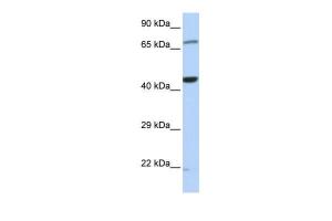 Anti-TUFM Rabbit Polyclonal Antibody