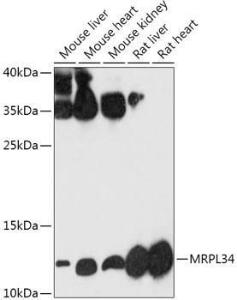 Western blot analysis of extracts of various cell lines, using Anti-MRPL34 Antibody (A305260) at 1:1,000 dilution