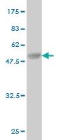 Anti-BRD3 Mouse Monoclonal Antibody [clone: 6E7]