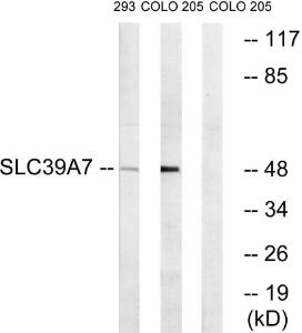 Western blot analysis of lysates from 293 and COLO cells using Anti-SLC39A7 Antibody The right hand lane represents a negative control, where the antibody is blocked by the immunising peptide