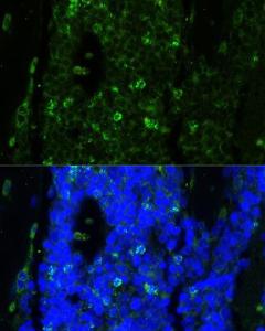 Antibody A93041-100 100 µl