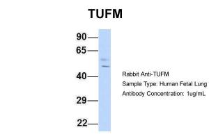 Anti-TUFM Rabbit Polyclonal Antibody