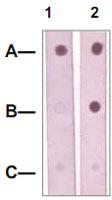 Anti-MAP2K5 Rabbit Polyclonal Antibody