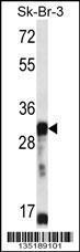 Anti-OR5D13 Rabbit Polyclonal Antibody (Biotin)