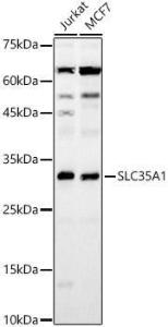 Western blot analysis of various lysates, using Anti-SLC35A1 Antibody (A8717) at 1:3,000 dilution The secondary antibody was Goat Anti-Rabbit IgG H&L Antibody (HRP) at 1:10,000 dilution Lysates/proteins were present at 25 µg per lane