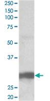 Anti-VTCN1 Goat Polyclonal Antibody