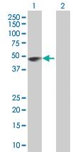 Anti-TTC4 Mouse Polyclonal Antibody