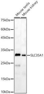 Western blot analysis of various lysates, using Anti-SLC35A1 Antibody (A8717) at 1:3,000 dilution The secondary antibody was Goat Anti-Rabbit IgG H&L Antibody (HRP) at 1:10,000 dilution Lysates/proteins were present at 25 µg per lane