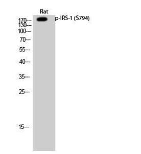 Western blot analysis of rat cells using Anti-IRS-1 (phospho Ser794) Antibody