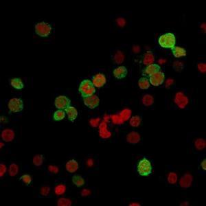 Immunofluorescent analysis of PFA fixed Jurkat cells stained with Anti-ZAP70 Antibody [ZAP70/2035] followed by Goat Anti-Mouse IgG (CF&#174; 488) (Green) The nuclear counterstain is NucSpot (Red)