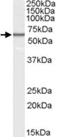 Anti-VTCN1 Goat Polyclonal Antibody