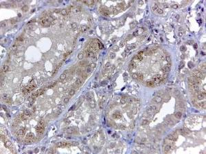 Anti-RNLS Antibody (A83355) (2 µg/ml) staining of paraffin embedded Human Kidney Steamed antigen retrieval with citrate buffer pH 6, HRP-staining