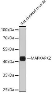 Western blot analysis of extracts of Rat skeletal muscle, using Anti-MK2 Antibody (A8727) at 1:1,000 dilution. The secondary antibody was Goat Anti-Rabbit IgG H&L Antibody (HRP) at 1:10,000 dilution. Lysates/proteins were present at 25µg per lane.