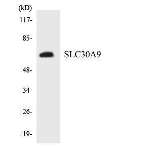 Anti-SLC30A9 Rabbit Polyclonal Antibody