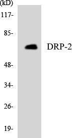 Anti-CRMP2 Rabbit Polyclonal Antibody