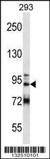 Anti-GCC1 Rabbit Polyclonal Antibody (AP (Alkaline Phosphatase))