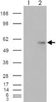 Anti-VTCN1 Goat Polyclonal Antibody