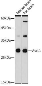 Western blot analysis of extracts of various cell lines, using Anti-MASH1 / Achaete-scute homolog 1 Antibody (A8728) at 1:500 dilution. The secondary antibody was Goat Anti-Rabbit IgG H&L Antibody (HRP) at 1:10,000 dilution.