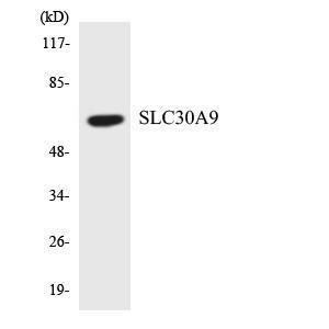 Western blot analysis of the lysates from HepG2 cells using Anti-SLC30A9 Antibody