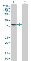 Anti-AHCY Mouse Polyclonal Antibody