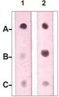 Anti-NF1 Rabbit Polyclonal Antibody