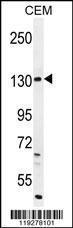 Anti-DUOX2 Rabbit Polyclonal Antibody (Biotin)