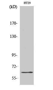 Western blot analysis of various cells using Anti-Fos Antibody