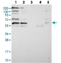 Anti-SAAL1 Rabbit Polyclonal Antibody