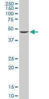 Anti-AHCY Rabbit Polyclonal Antibody