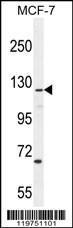 Anti-CASKIN2 Rabbit Polyclonal Antibody (FITC (Fluorescein Isothiocyanate))