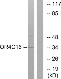 Antibody anti-OR4C16 A99530-100 100 µg