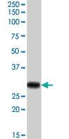 Anti-MPZ Goat Polyclonal Antibody