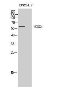 Anti-SLC24A4 Rabbit Polyclonal Antibody