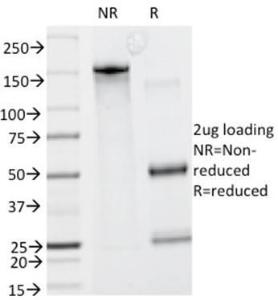 Anti-GCET2 antibody