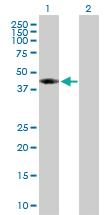 Anti-AHCY Rabbit Polyclonal Antibody