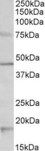 Anti-Htr1a Antibody (A84977) (1 µg/ml) staining of Mouse Brain lysate (35 µg protein in RIPA buffer). Primary incubation was 1 hour. Detected by chemiluminescence