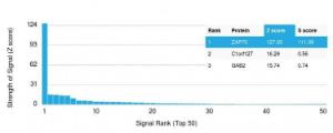 Analysis of protein array containing more than 19,000 full-length human proteins using Anti-ZAP70 Antibody [ZAP70/2035] Z-Score and S- Score