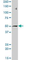 Anti-AHCY Rabbit Polyclonal Antibody