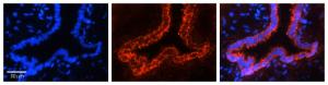 Anti-HINT1 Rabbit Polyclonal Antibody