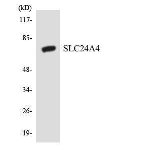 Western blot analysis of the lysates from HeLa cells using Anti-SLC24A4 Antibody