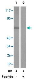 Anti-STK4 Rabbit Polyclonal Antibody