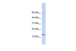 Anti-HINT1 Rabbit Polyclonal Antibody