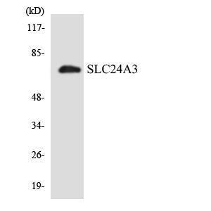 Western blot analysis of the lysates from K562 cells using Anti-SLC24A3 Antibody