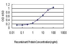 Anti-PRKAG2 Mouse Monoclonal Antibody [clone: 3C4]