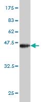 Anti-BRD3 Mouse Monoclonal Antibody [clone: 6C10]