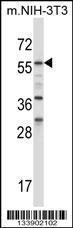 Anti-BIN1 Rabbit Polyclonal Antibody (AP (Alkaline Phosphatase))