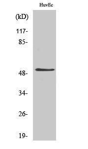 Western blot analysis of various cells using Anti-DAPK3 Antibody