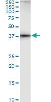 Anti-AHCY Mouse Monoclonal Antibody [clone: M2]