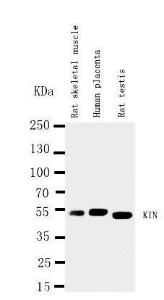 Anti-KIN Rabbit Antibody