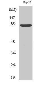 Western blot analysis of various cells using Anti-ABCB7 Antibody